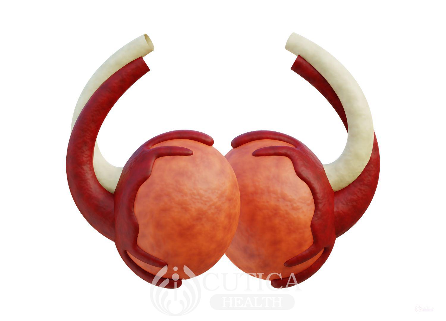 Understanding Painful Testes 27-11-24 (2)